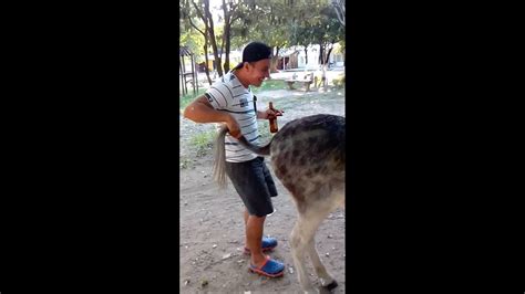 hombres follando burra|CON LA BURRA .